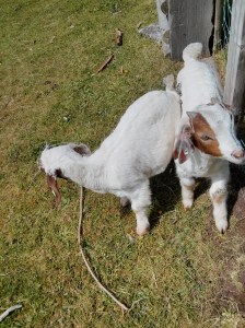 Mind your boot laces